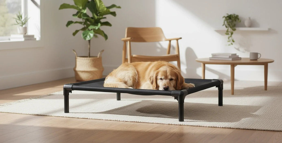 Are Raised Dog Beds Good for Dogs: Benefits and Expert Insights