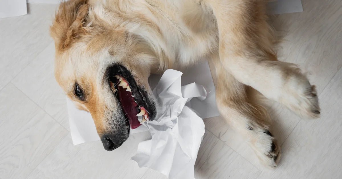 Raw Meat Giving Your Dog Diarrhea? Here’s What You’re Doing Wrong - ALPHADOGDISTRIBUTION