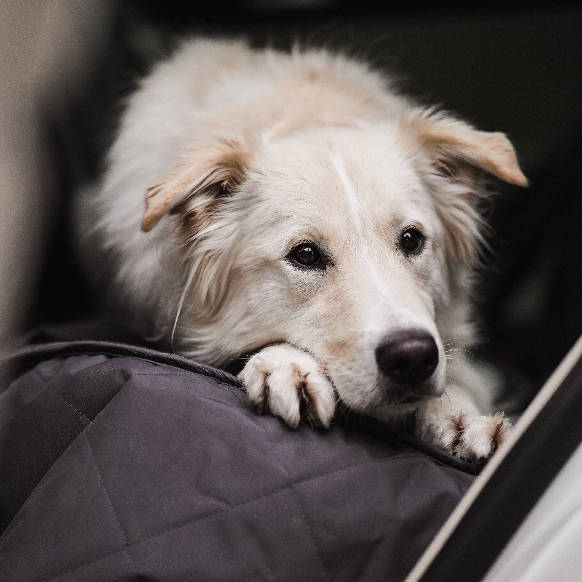 Dog Car Seat Covers - ALPHADOGDISTRIBUTION