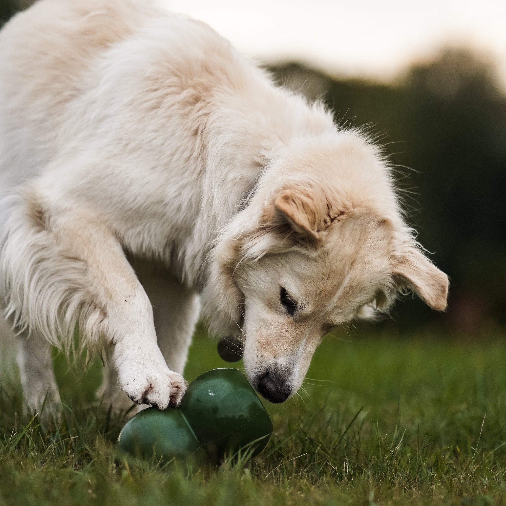 Interactive dog toy - ALPHADOGDISTRIBUTION