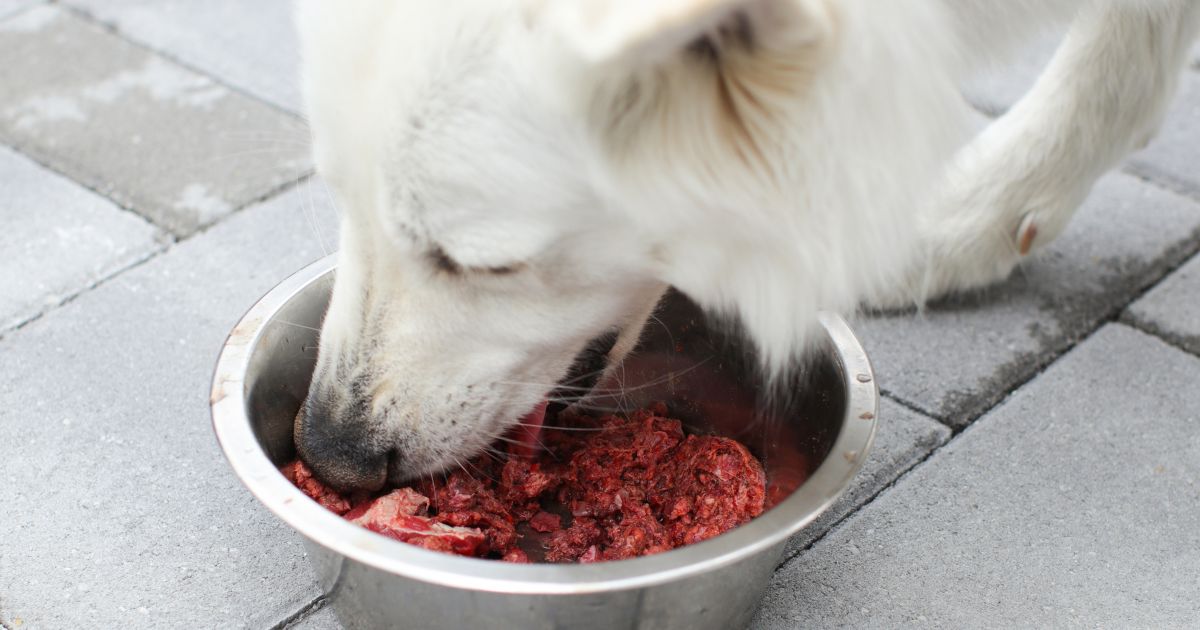 Raw Meat and Dogs: What Exact Amount? - ALPHADOGDISTRIBUTION