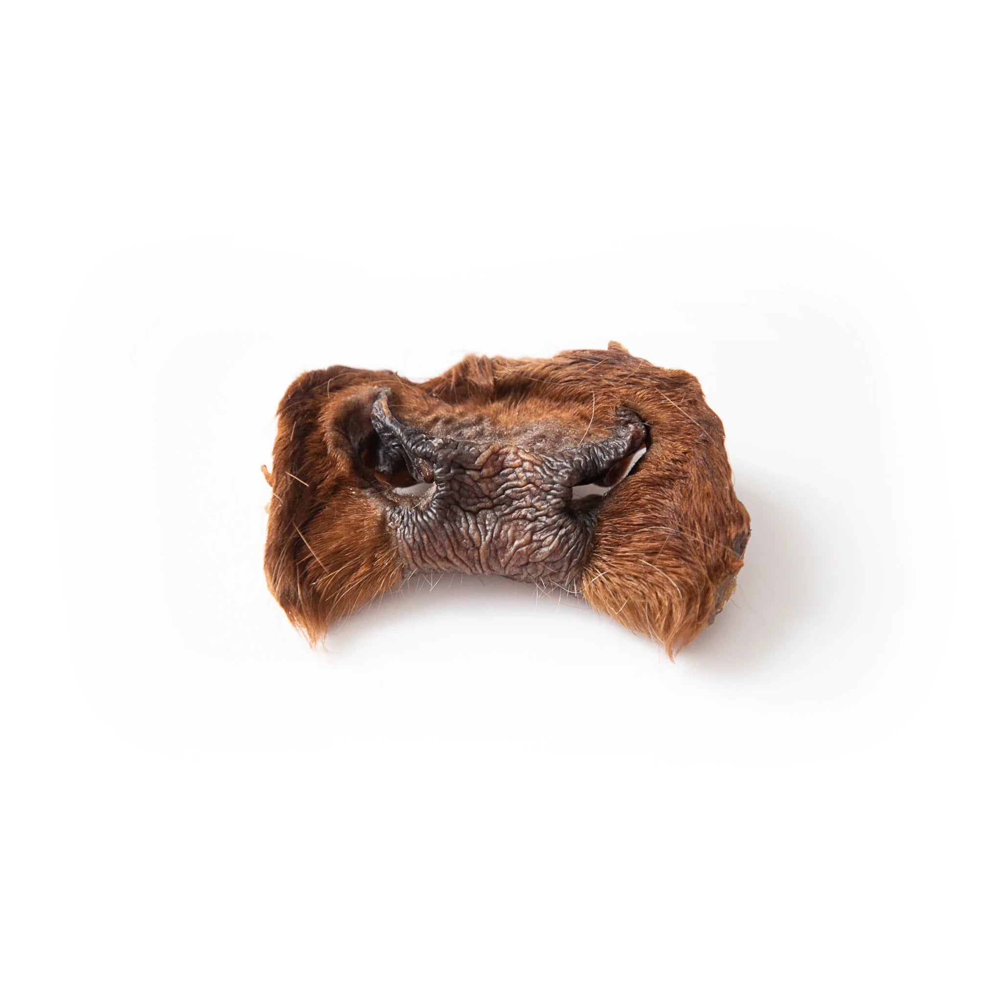 Dried Beef Snout - ALPHADOGDISTRIBUTION