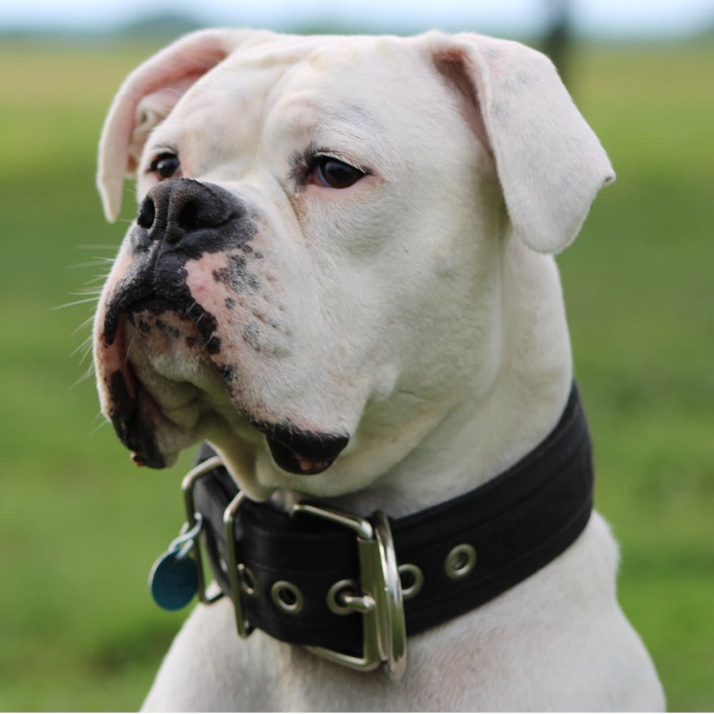 Heavy Duty Nylon Dog Collars - Large / XL - ALPHADOGDISTRIBUTION