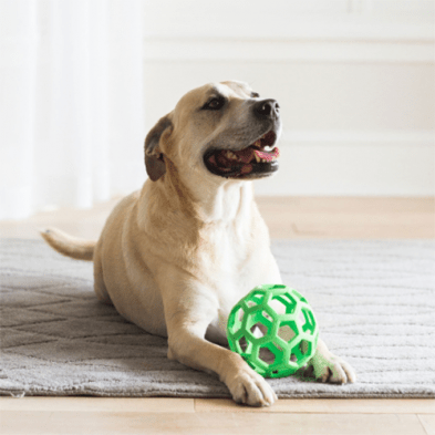 Hol-ee Roller Dog Toy - Alpha Dog Distribution