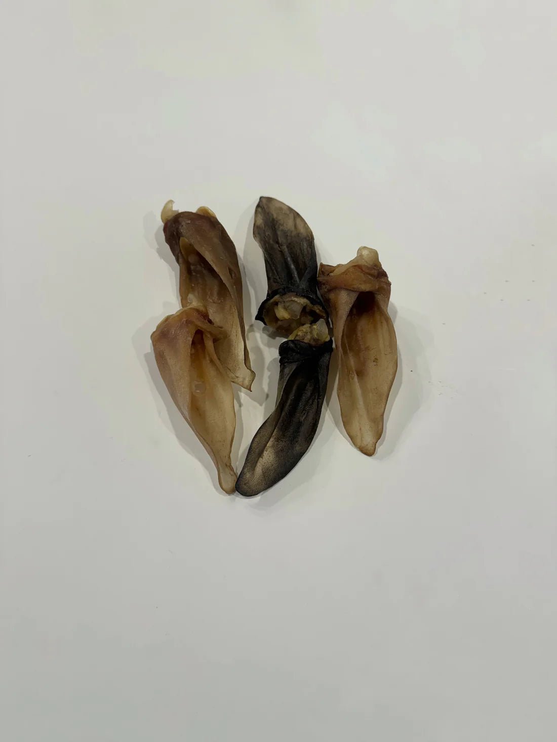Lamb Ears - ALPHADOGDISTRIBUTION