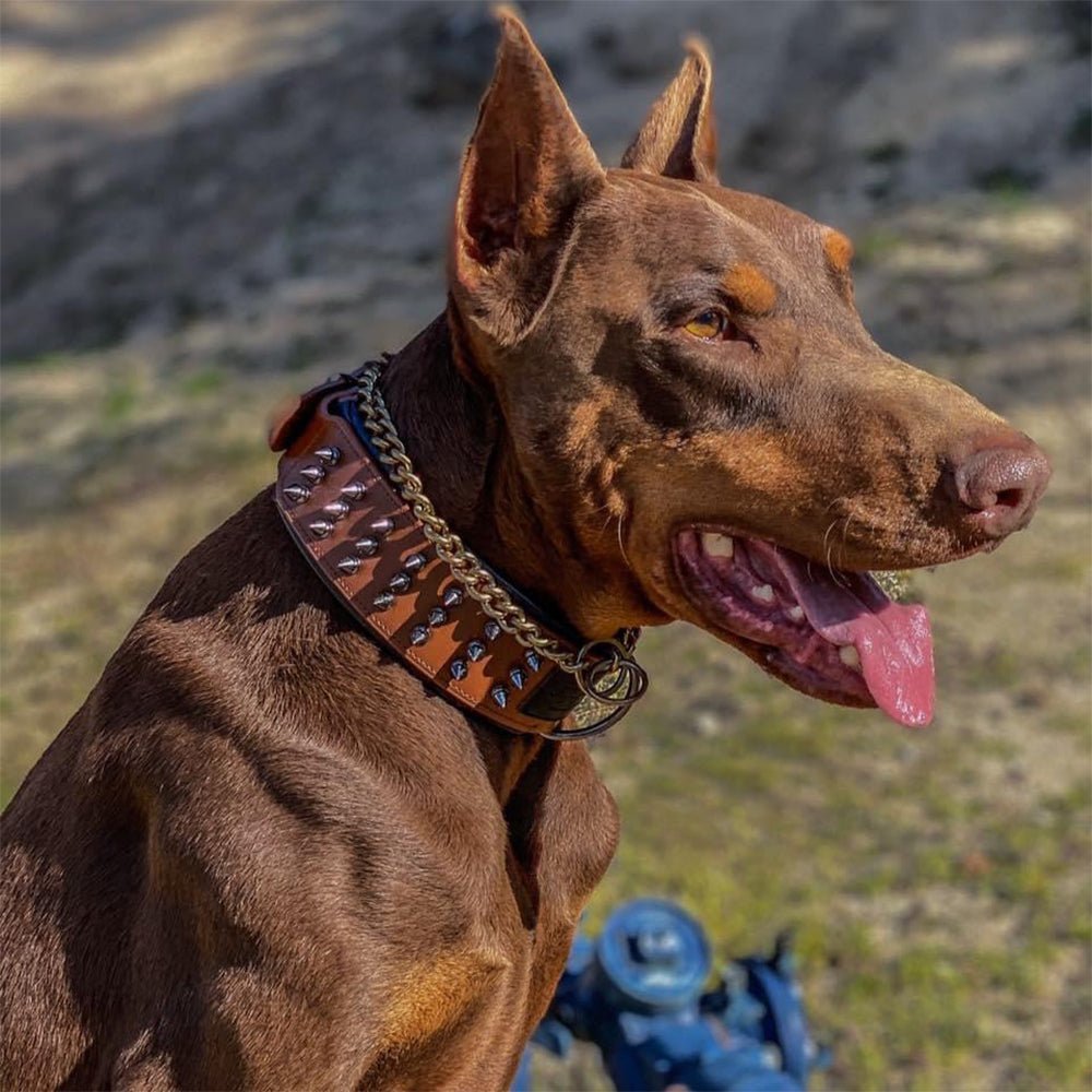 Leather Studded Dog Collar - 2XL - ALPHADOGDISTRIBUTION