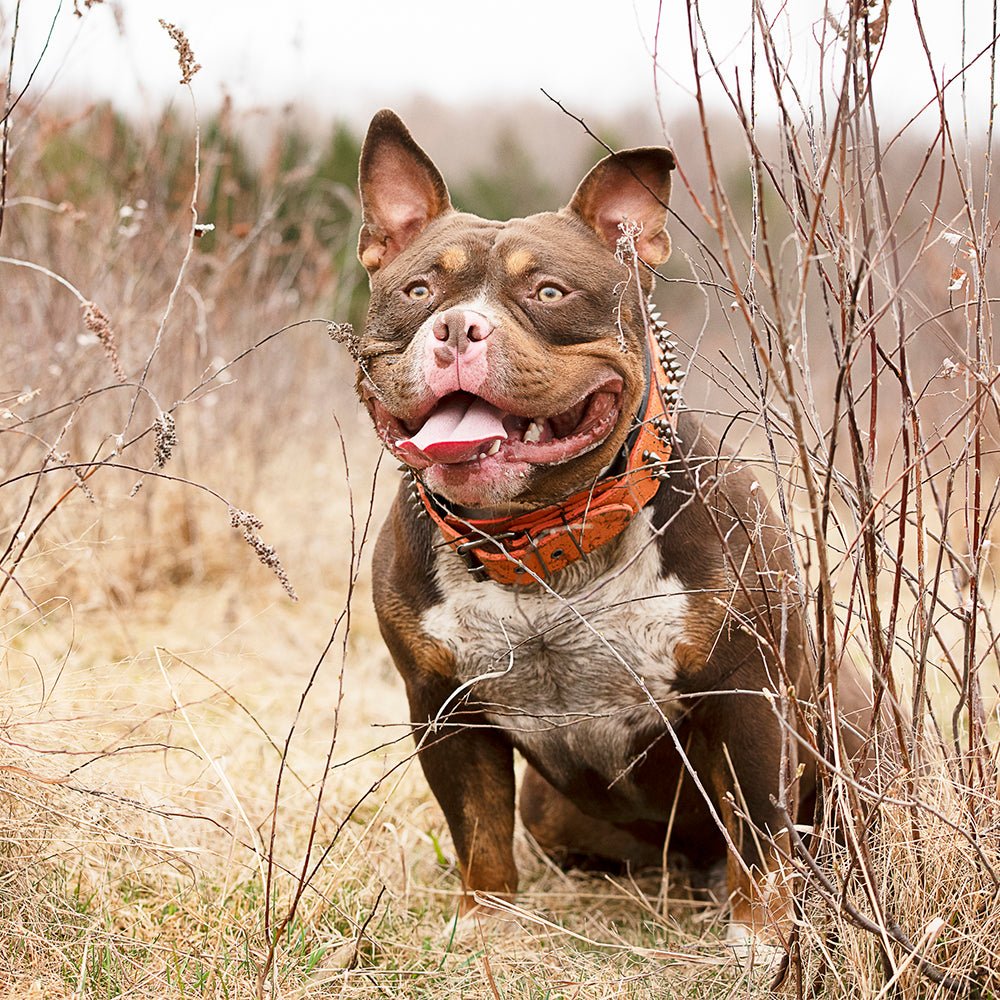 Leather Studded Dog Collar - 2XL - ALPHADOGDISTRIBUTION