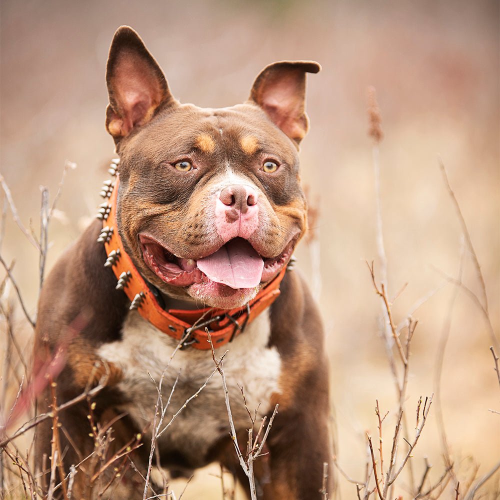 Leather Studded Dog Collar - 2XL - ALPHADOGDISTRIBUTION