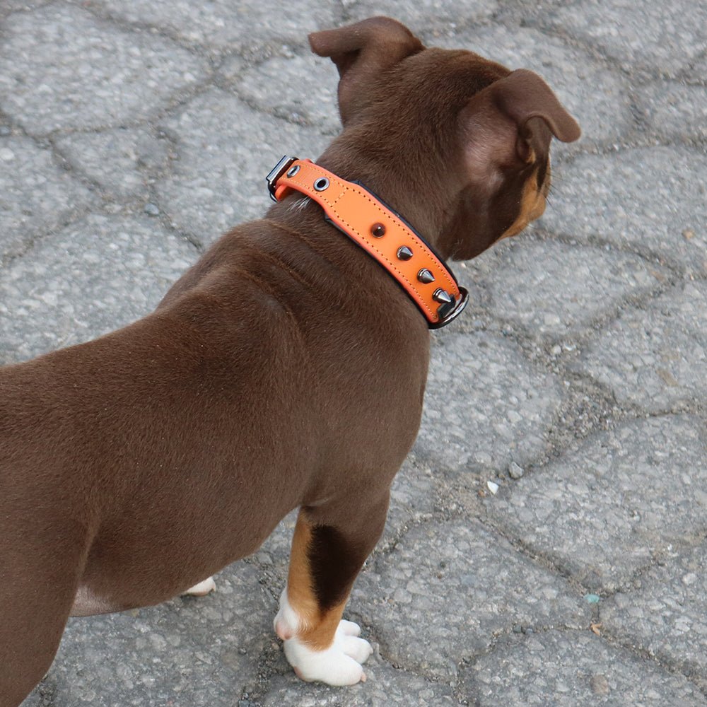 Leather Studded Dog Collar - Small - ALPHADOGDISTRIBUTION