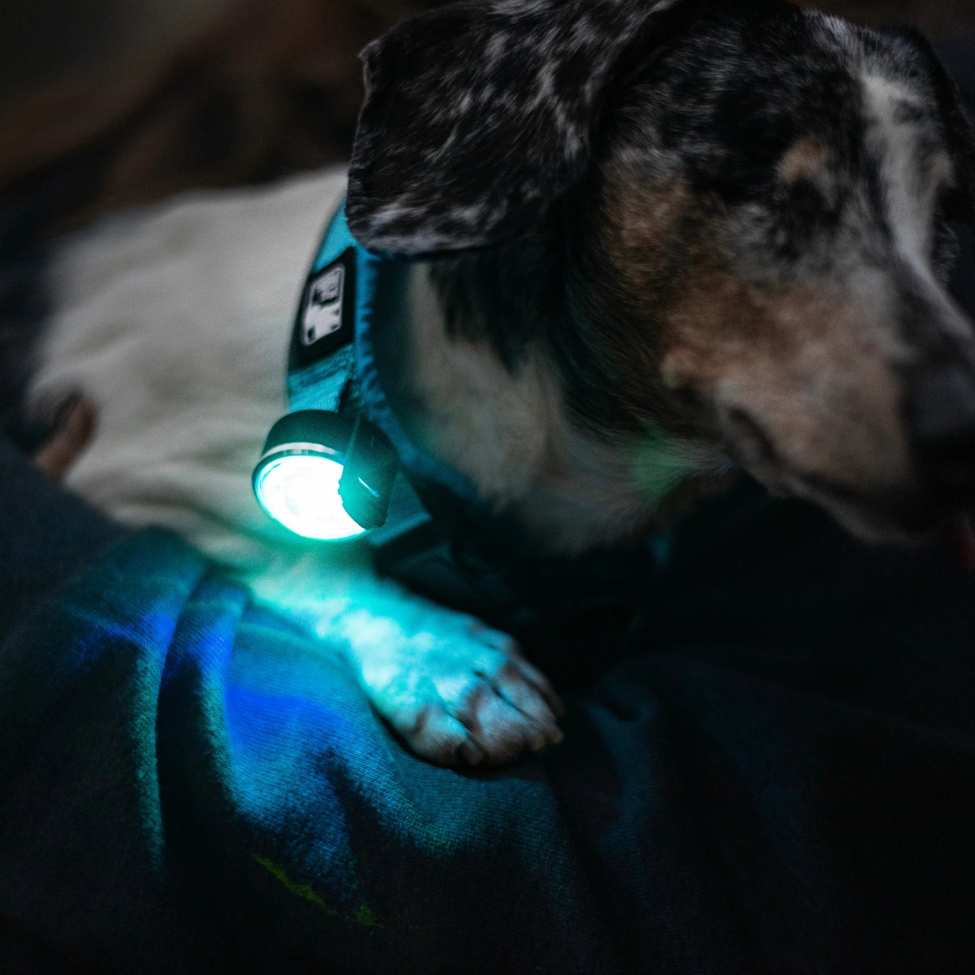 Sparkle Light - Alpha Dog Distribution