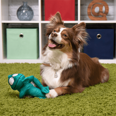 Teal Chameleon - Dog Toy (Double Chew Guard) - Alpha Dog Distribution